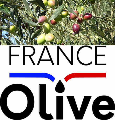 Olives dans un arbre + logo France Olive