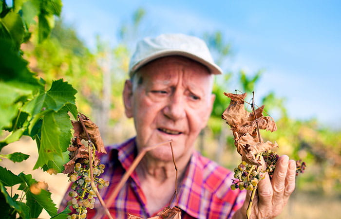 Winegrower observing a dry vine