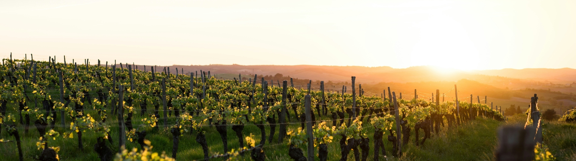 Champs de vigne