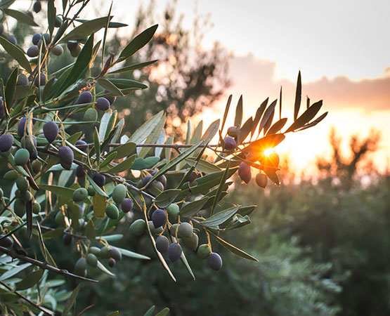 Branches avec des olives noires et vertes