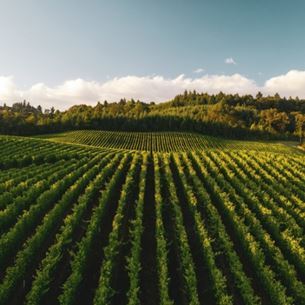 Champs de vignes