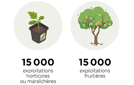 Infographie sur le nombre d'exploitations agricoles françaises selon leur production principale