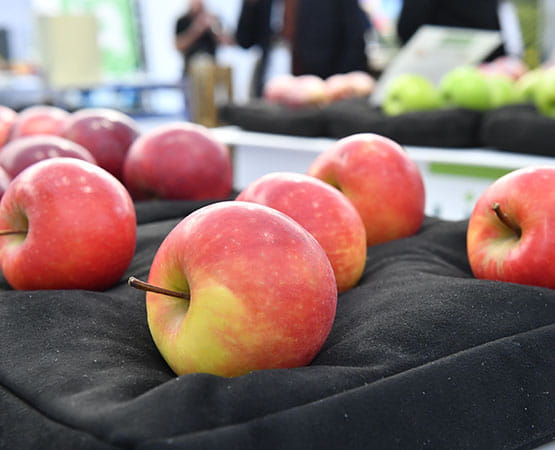 Pommes posées sur un étal dans le salon