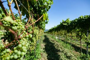 Vignes
