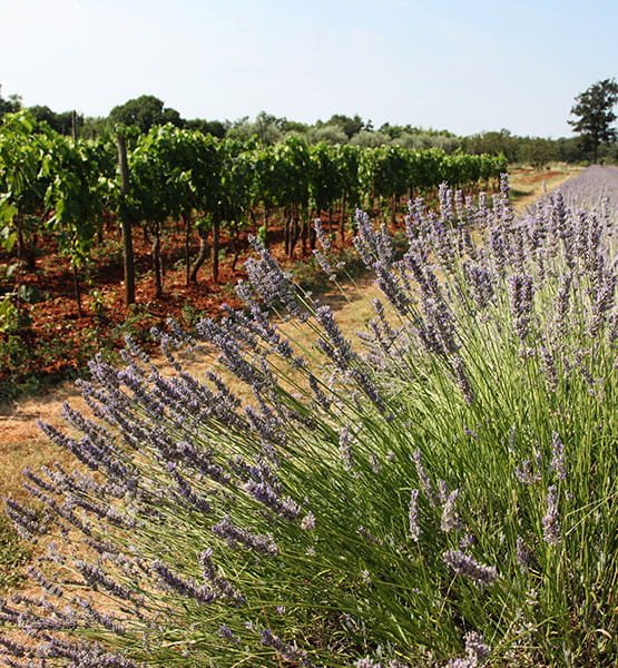 Lavender in front of a vineyard