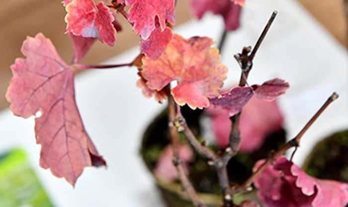 Zoom sur un plant de vigne rose