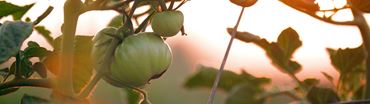 Floraison d'un arbre contenant des tomates