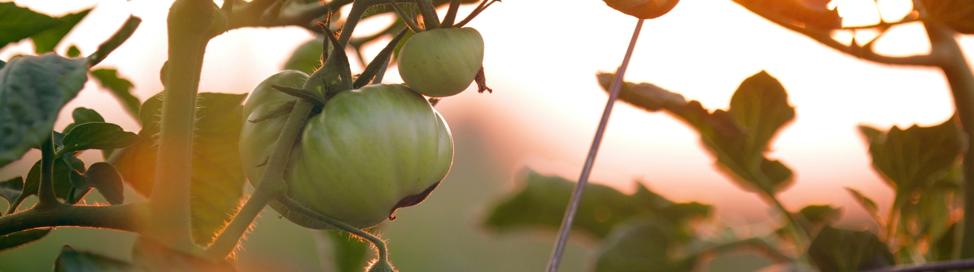 Blossoming of a tree bearing tomatoes