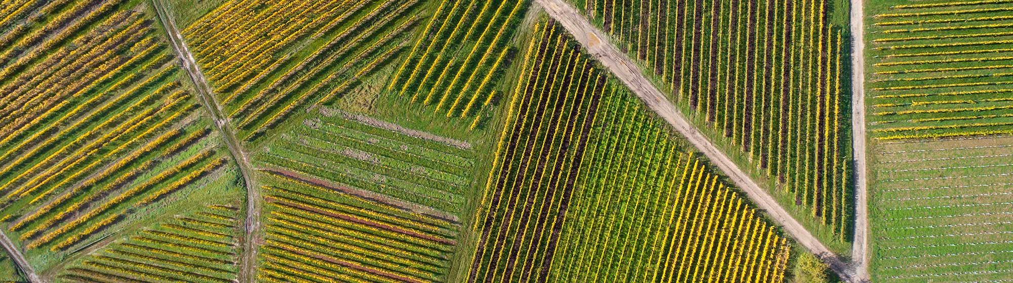Vue aérienne de parcelles agricoles