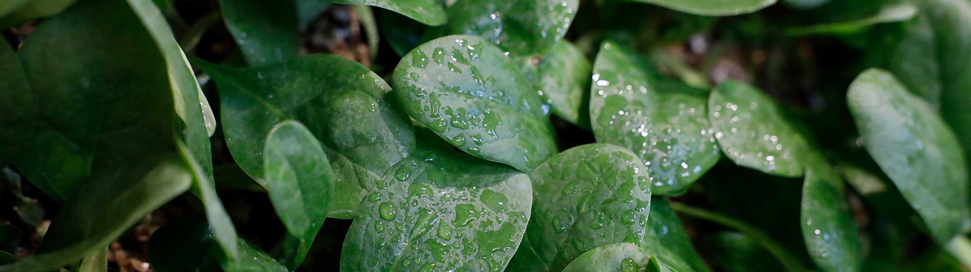 Zoom on a plant