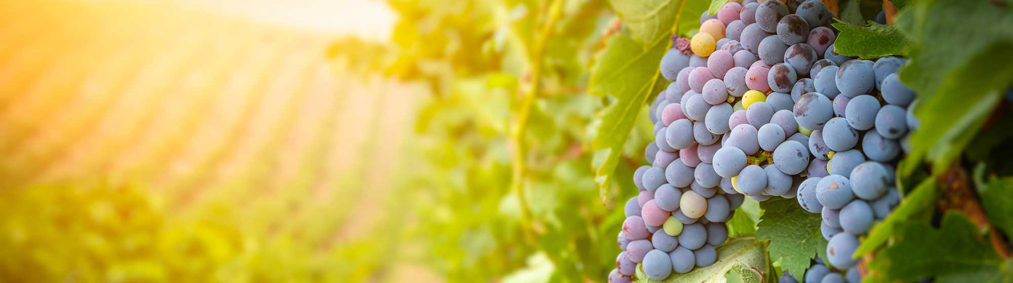 Bunches of grapes in a vineyard