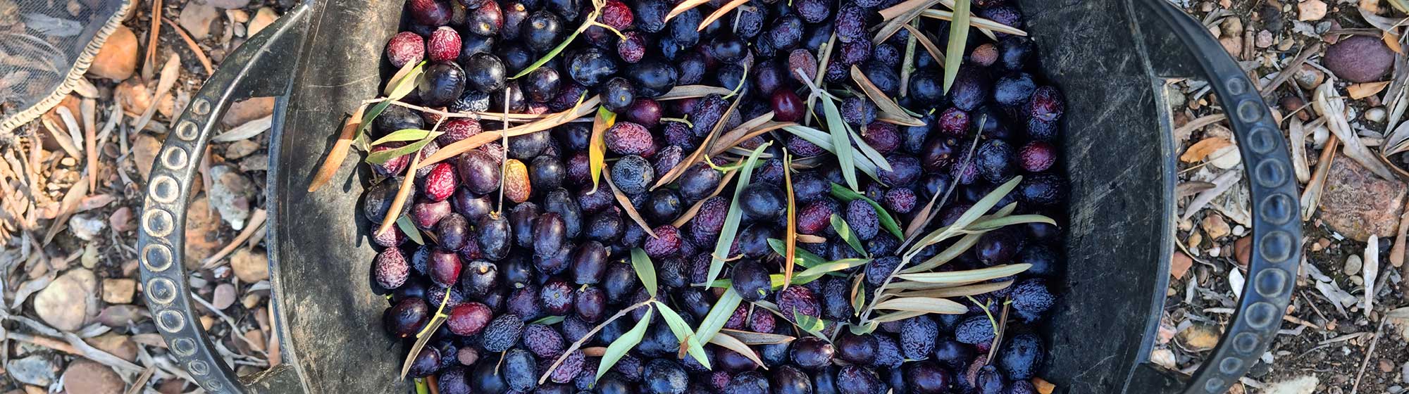 Olives dans un bac