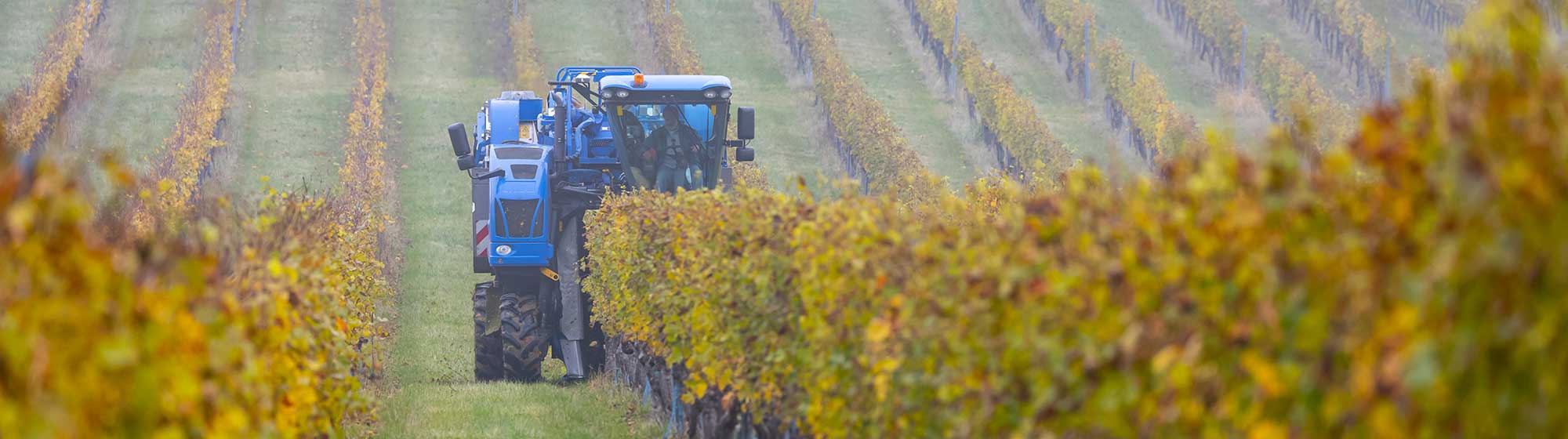 Tracteur ramassant le raisin dans une vigne