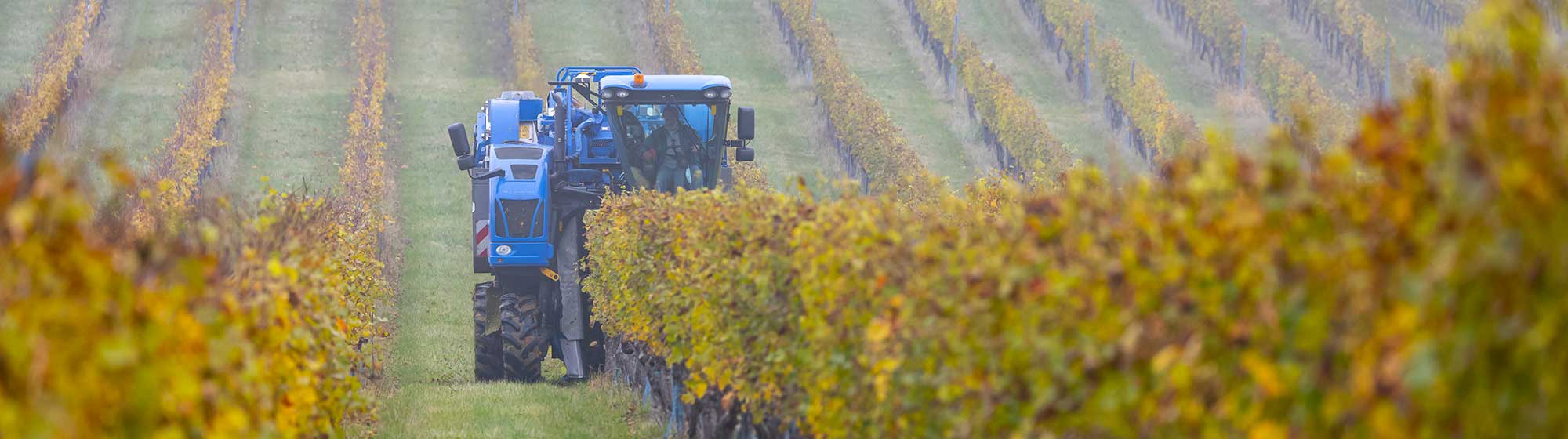 Tractor picking up grapes in a vineyard