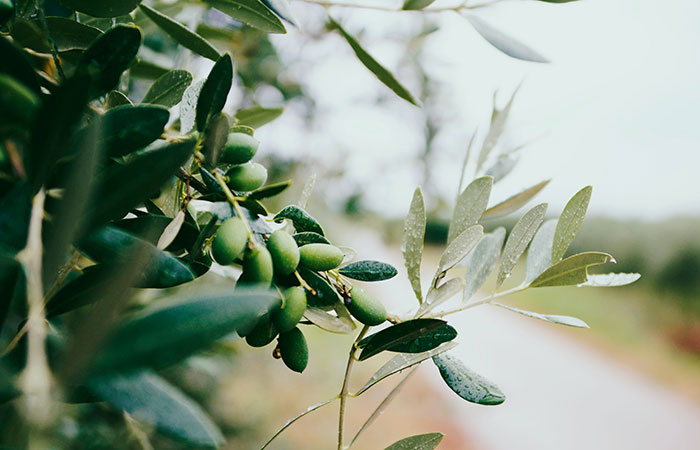 bunch of olives in a field