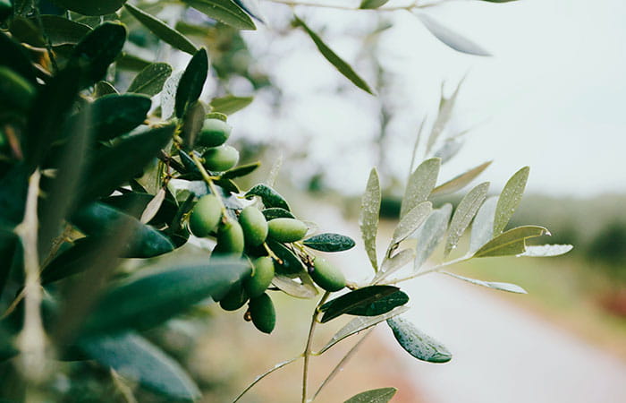 grappe d'olives dans un champ