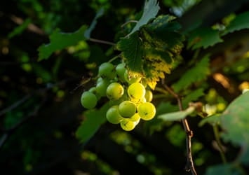 Zoom sur des raisins ensoleillés