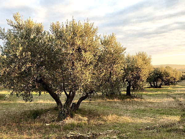Field of olive trees