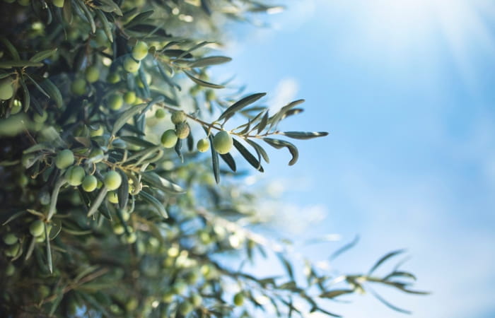 Olive tree