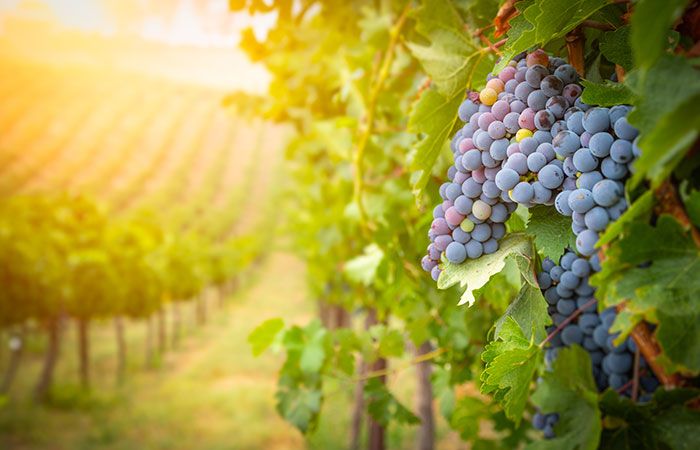 Bunches of grapes in a vineyard