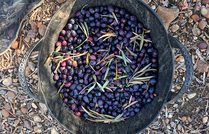 Olives in a tub