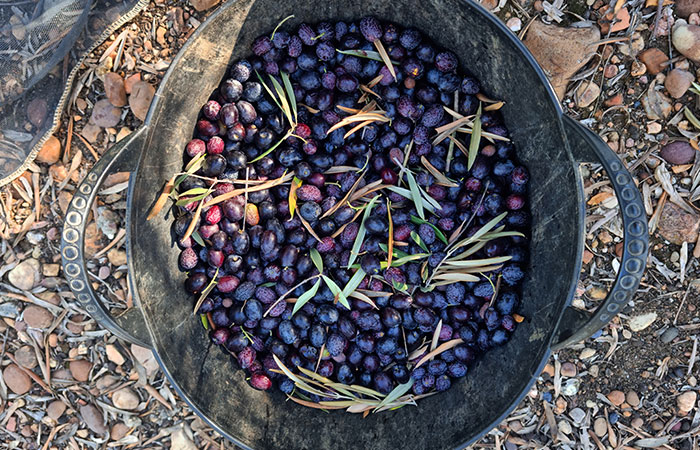 Olives dans un bac