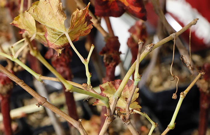 Several potted vine shoots