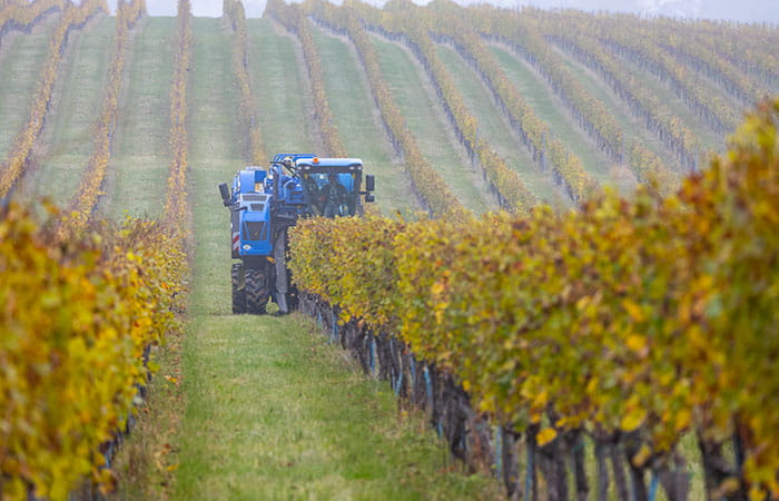 Tractor picking up grapes in a vineyard