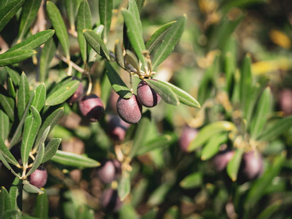 Black olives on a branch