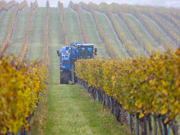 Tractor picking up grapes in a vineyard