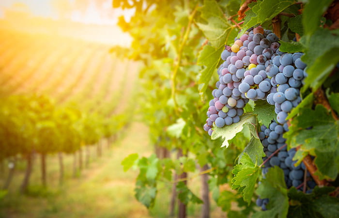 Bunches of grapes in a vineyard
